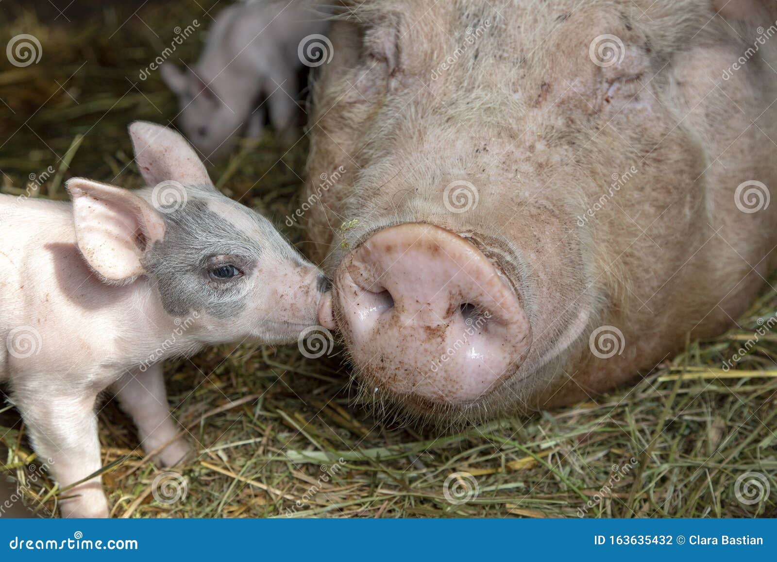 newborn tiny pink cute piglet with mini nose kisses huge nose of mother pig