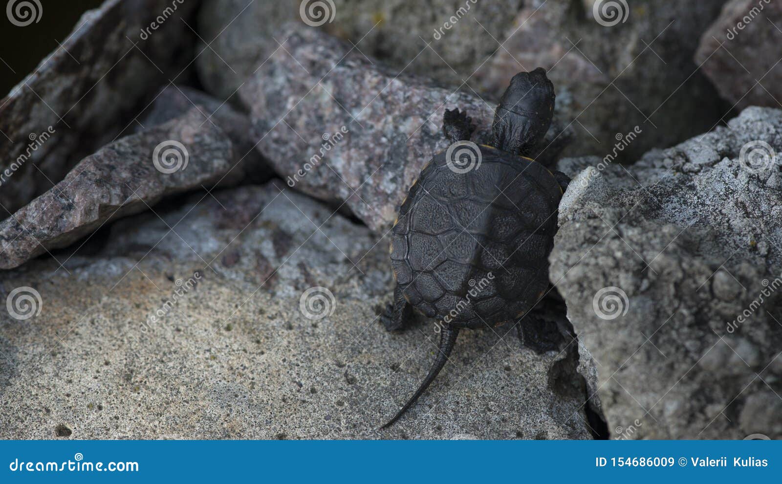 turtle shell toy