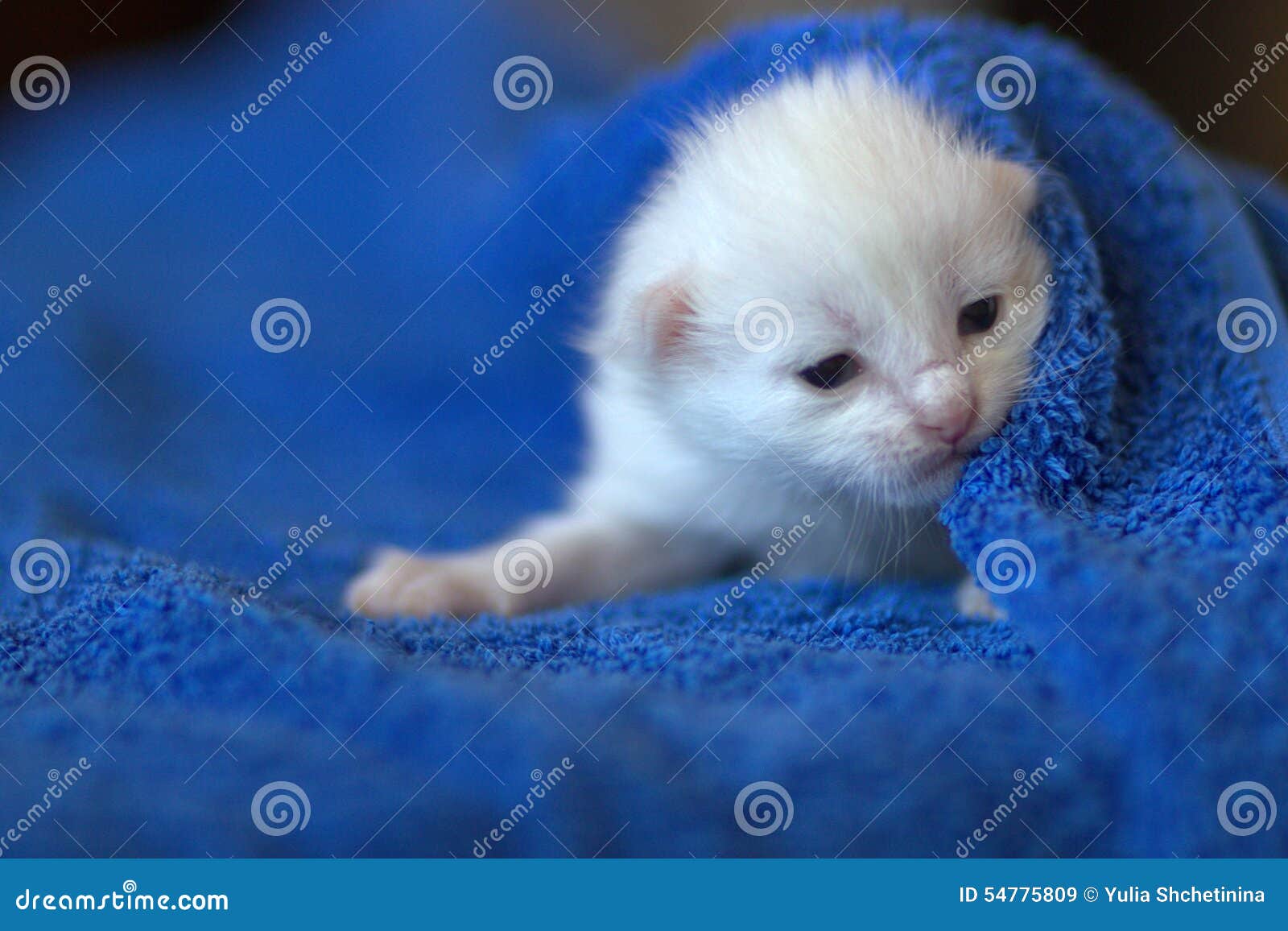 Newborn white kitten stock image. Image of white, pets 54775809