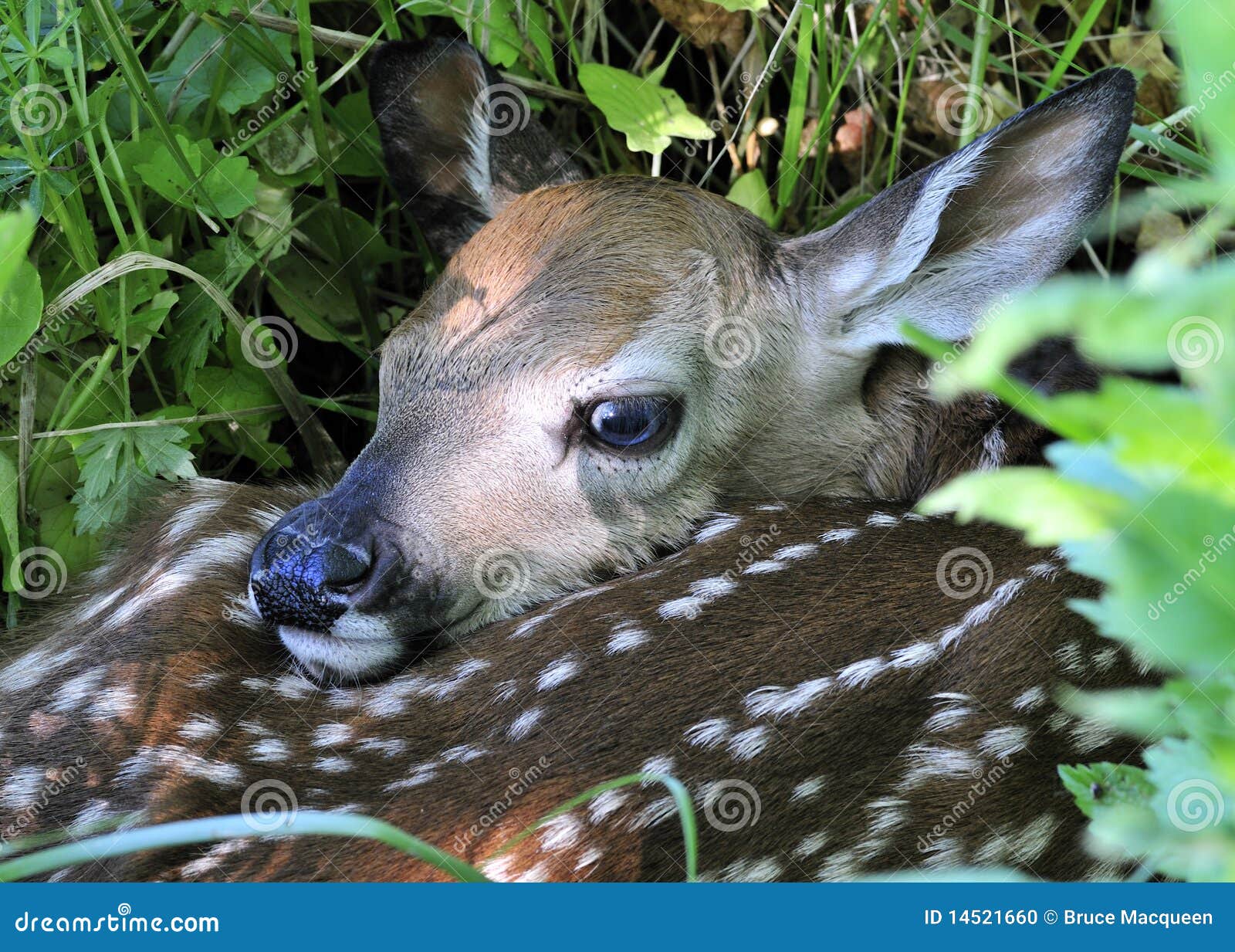 Newborn Whitetail Deer Fawn Stock Photo Image of animal, field 14521660