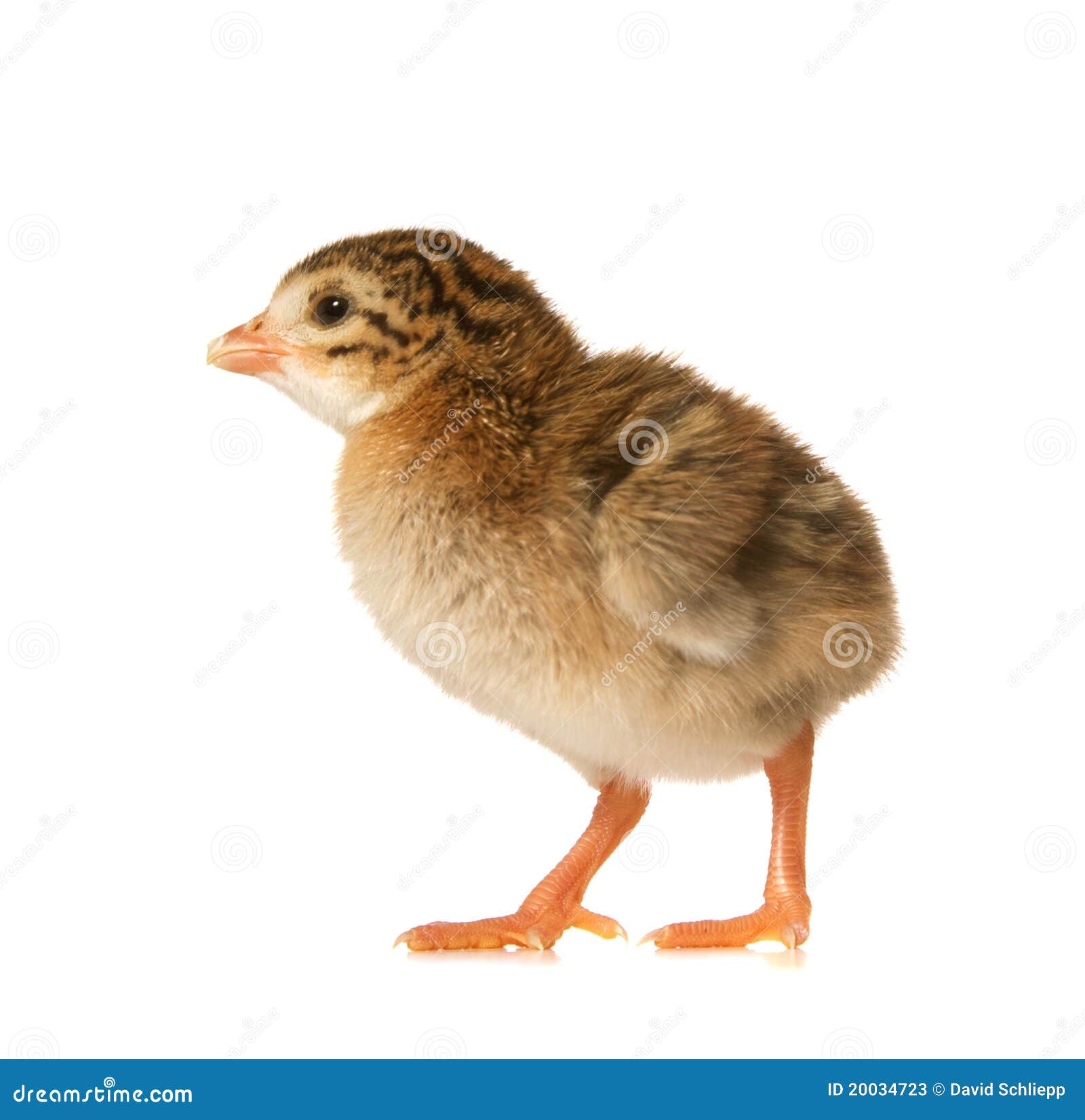 newbown guinea fowl keet