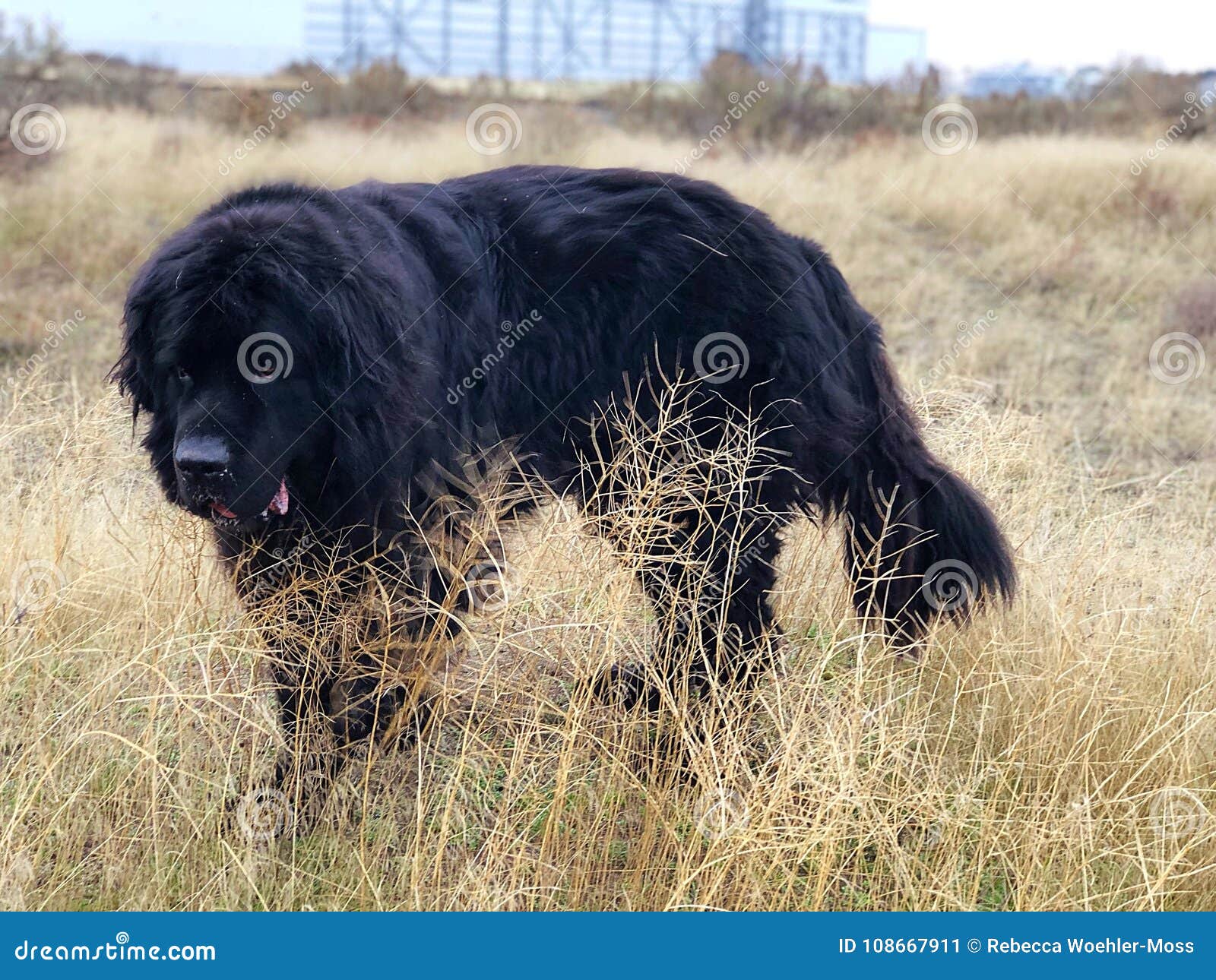 Newfoundland Dog stock image. Image of newfoundland 108667911