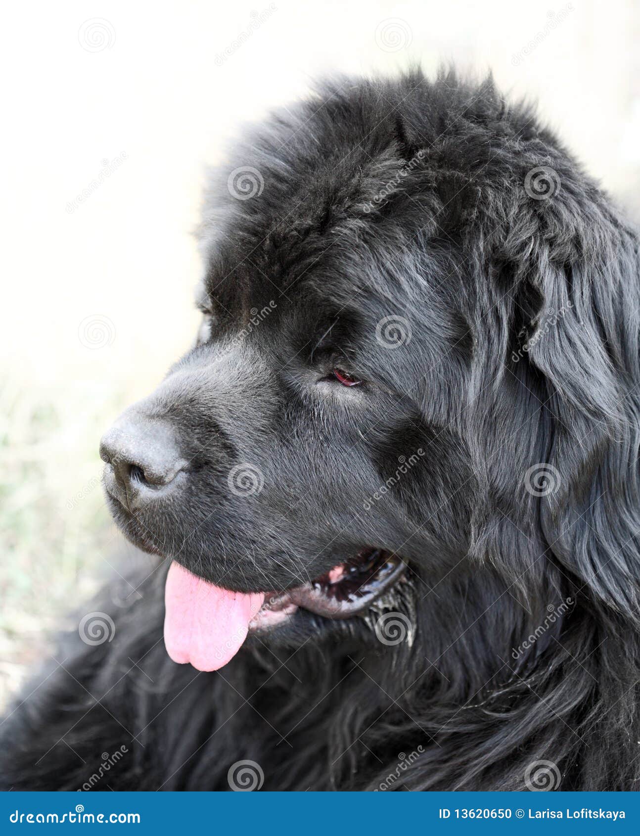 Newfoundland dog outdoors. Newfoundland big black dog outdoors