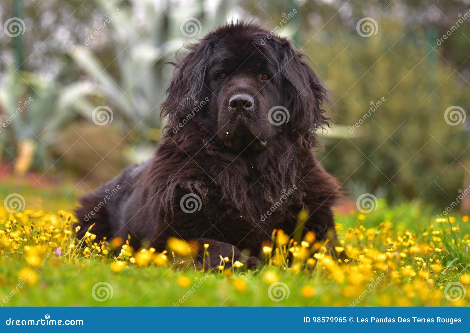 Newfoundland Dog Stock Image Image Of Background Cute 98579965