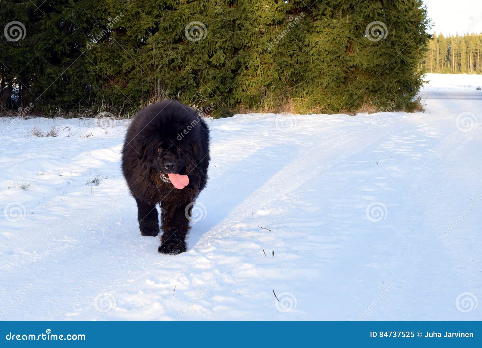 Newfoundland dog walking stock image. Image of people 84737525