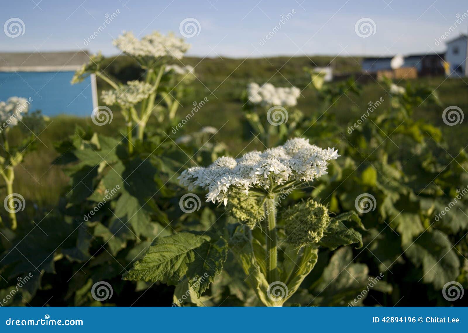 Newfoundland flowers stock photo. Image of newfoundland 42894196