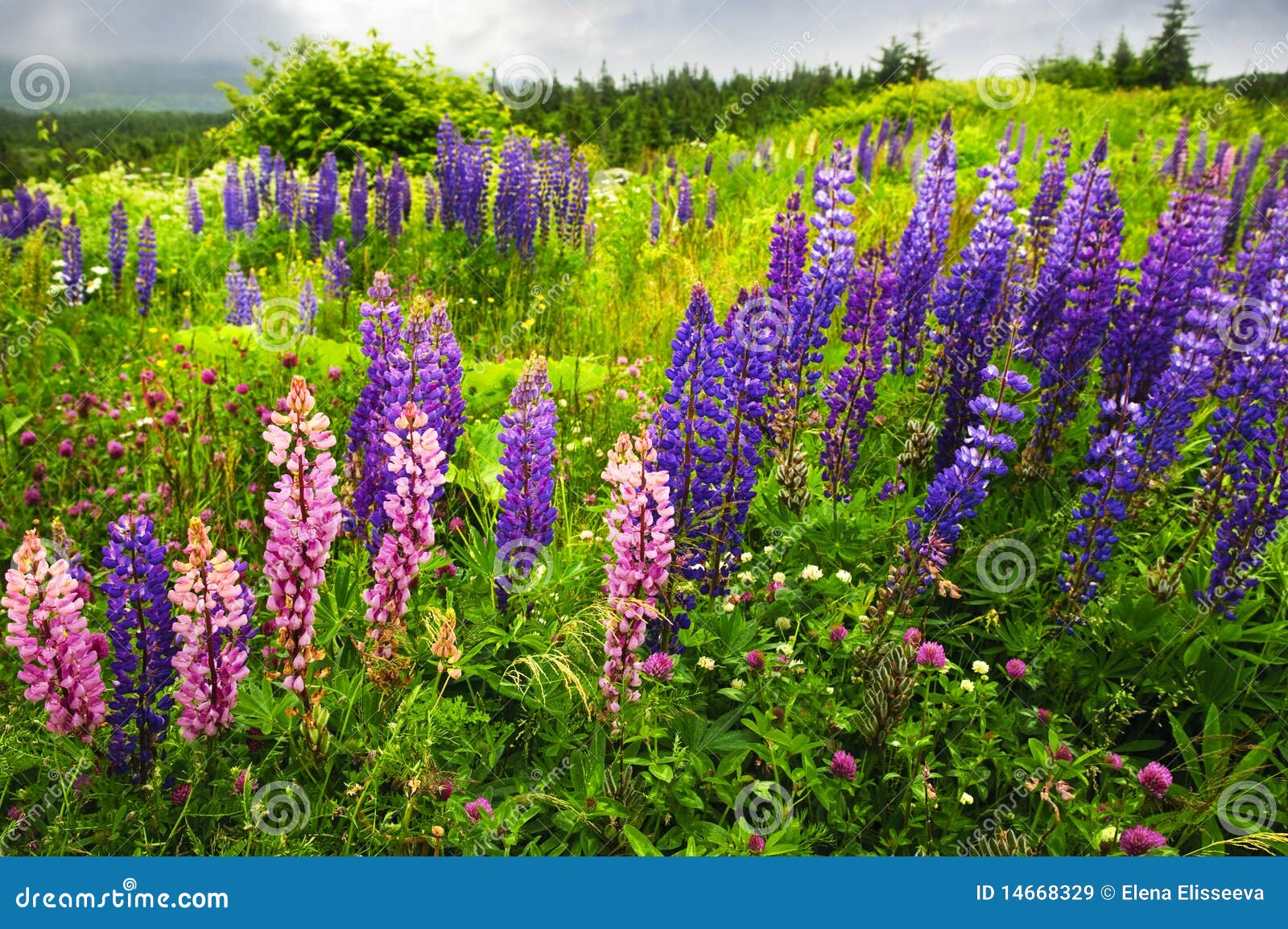 Newfoundland Landscape with Lupin Flowers Stock Image Image of