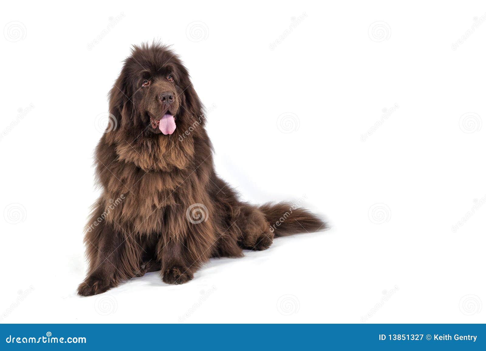 newfoundland terrier dog