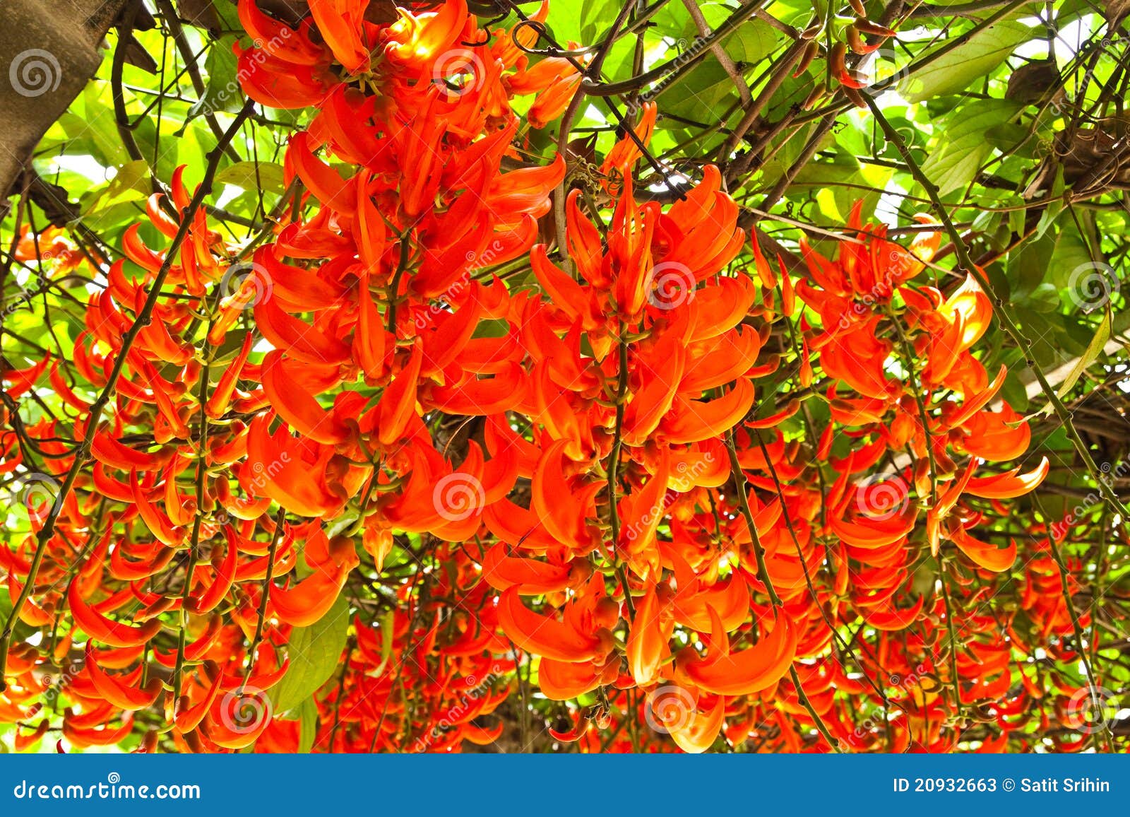 Newguinea Creeper,Tropical Flower Stock Image Image of landscape