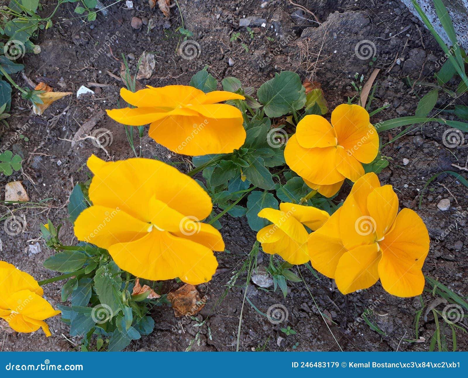 Yellow violets and herbs stock image. Image of wildflower 246483179