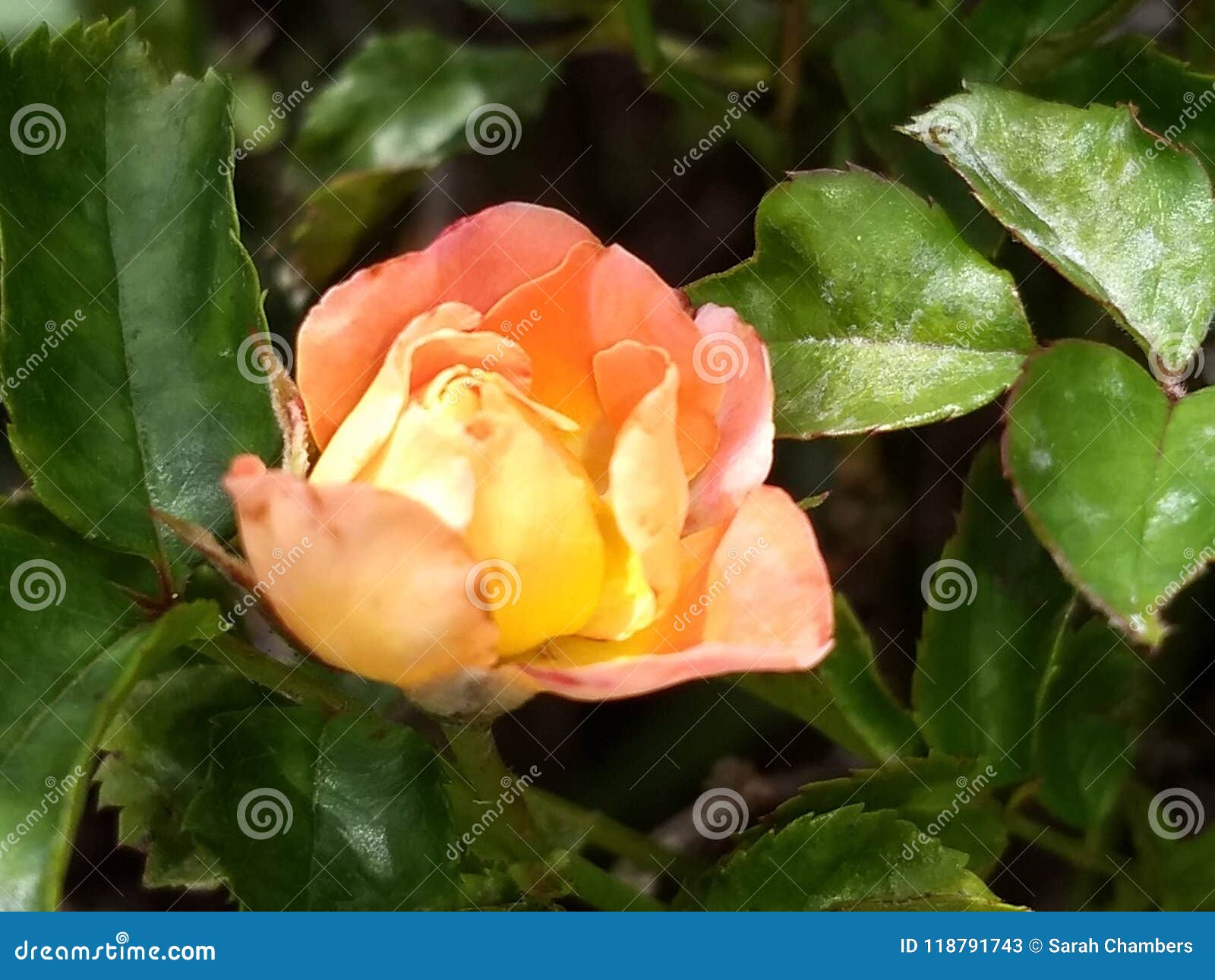 Rose budd stock image. Image of budd, flower, blooming - 118791743