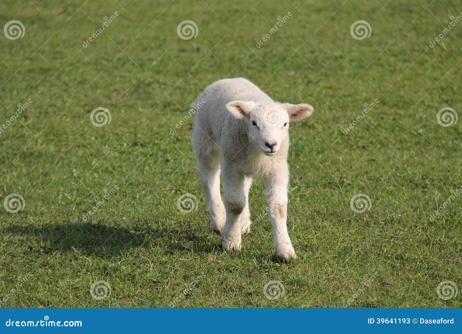 A Serious Looking Newly Born Baby Lamb.