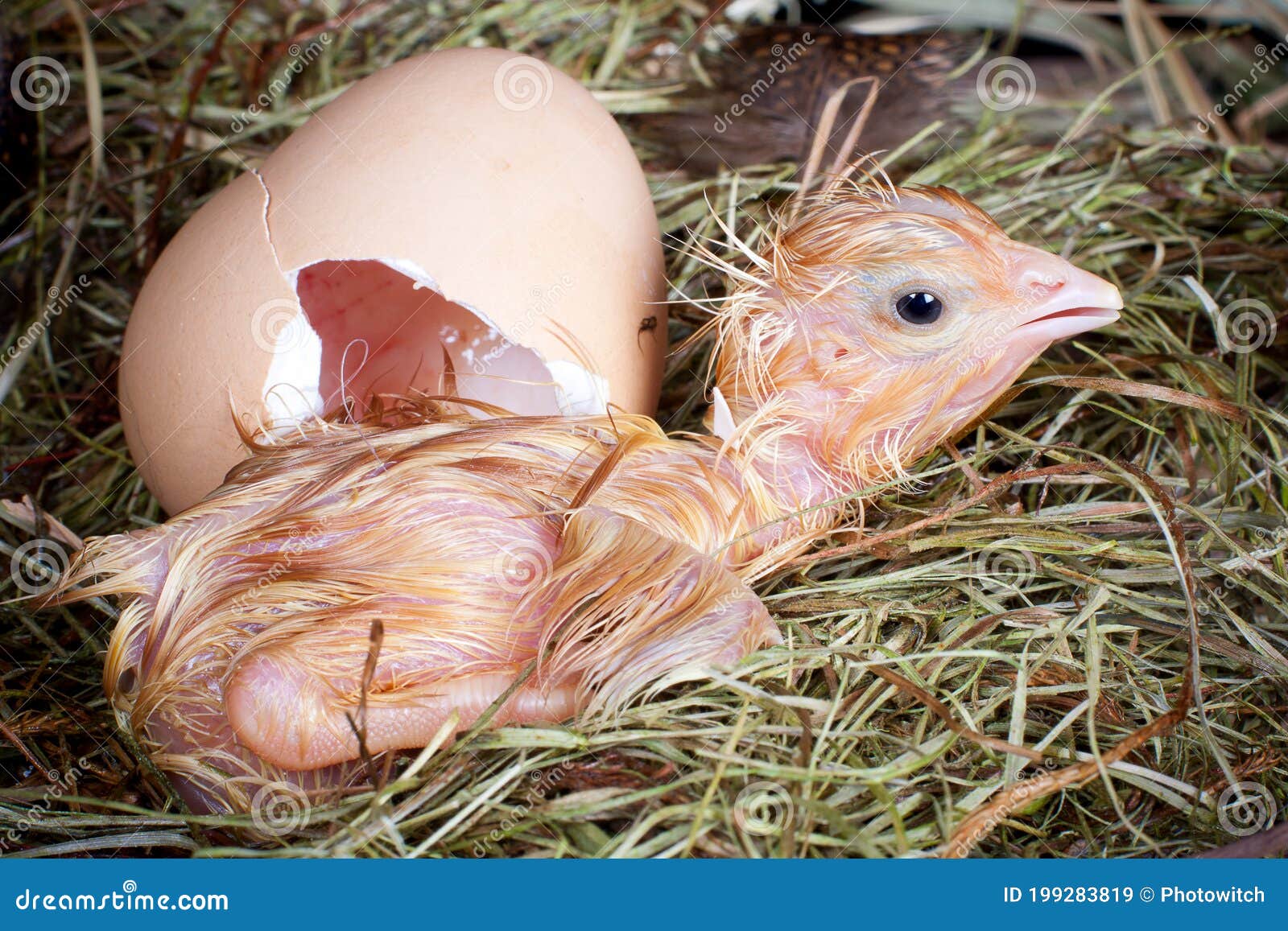 Newly born chick stock image. Image of hatch, bird, unborn 199283819