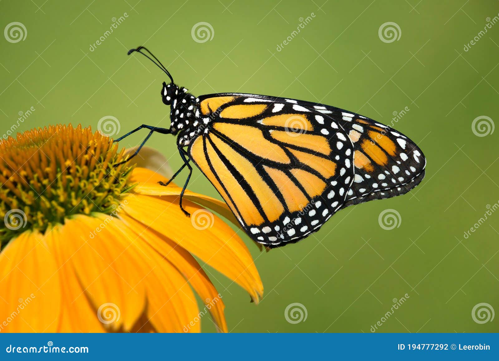 newly emerged monarch butterfly on coneflower