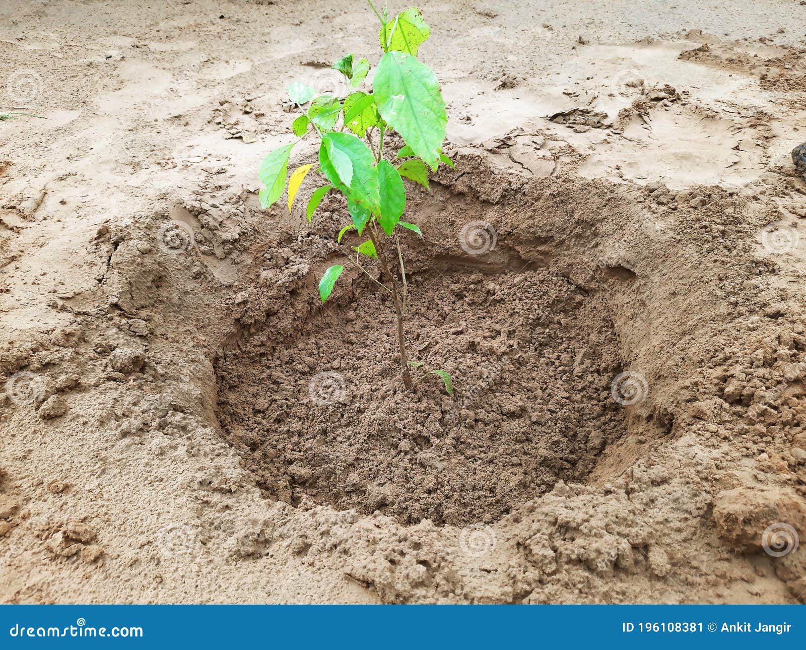 Newly Grown Plant after Digging in Garden Stock Image Image of grow