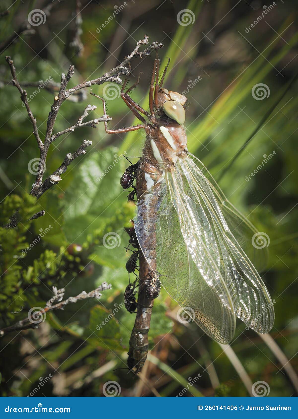 Truebugs kill dragonflies stock photo. Image of predator 260141406