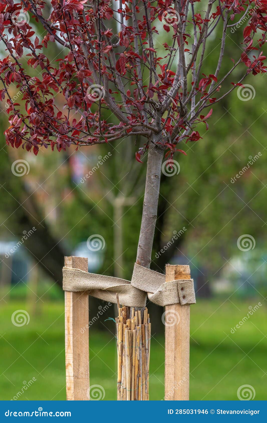 Newly Planted Tree Shielded with Reed Matting, Representing Plant