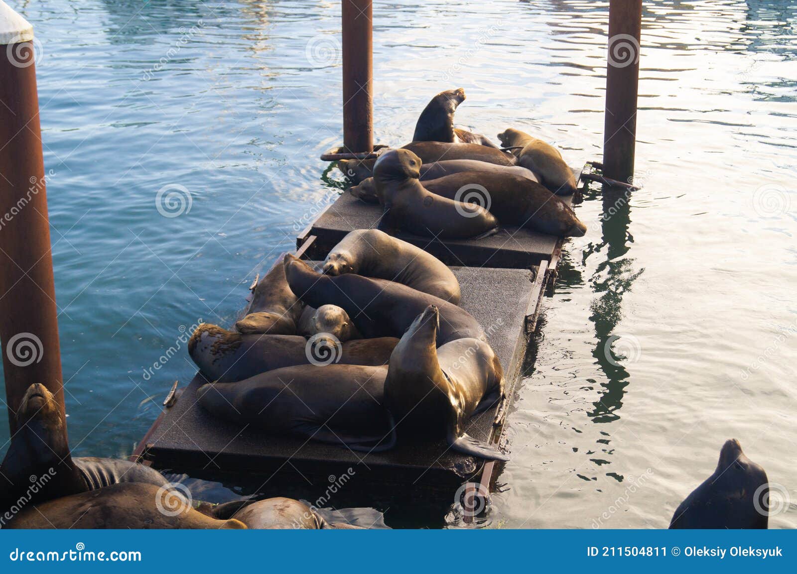 Newport, Oregon, USA, June 10, 2020. Newport Sea Lion Docks Editorial
