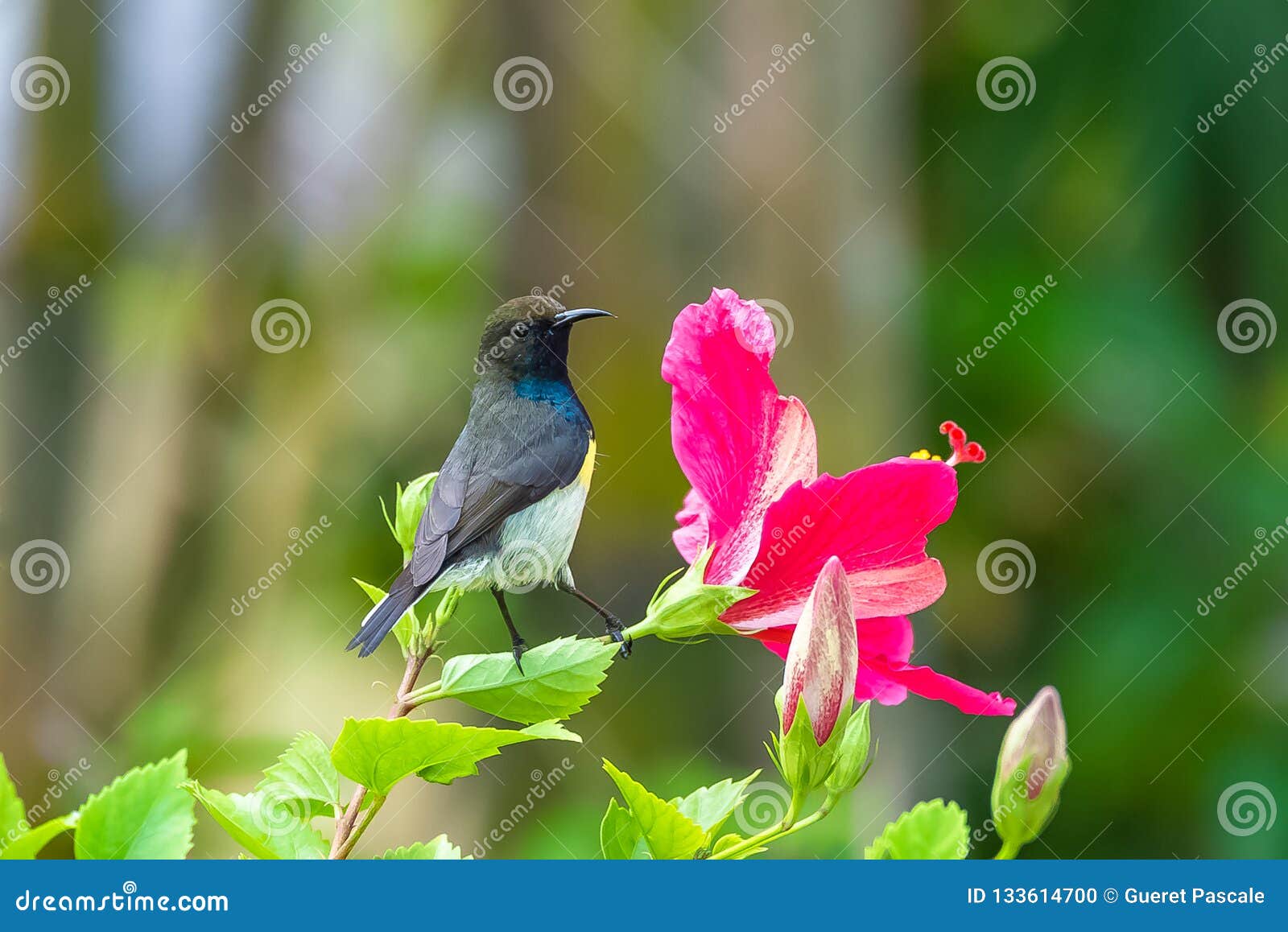 Newton`s sunbird, bird stock photo. Image of bright - 133614700