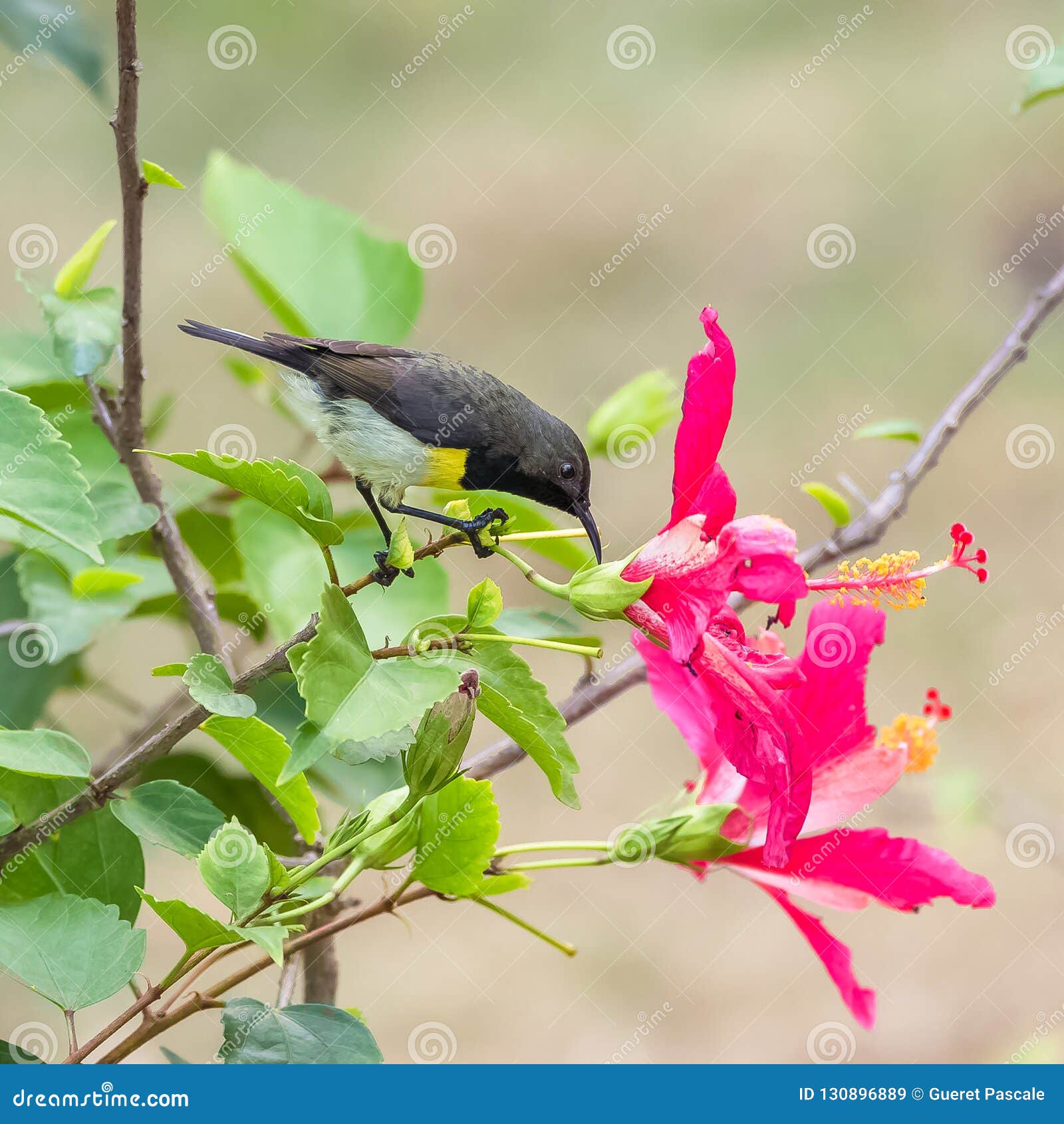 Newton`s Sunbird, Male, Beautiful Bird Stock Image - Image of green ...