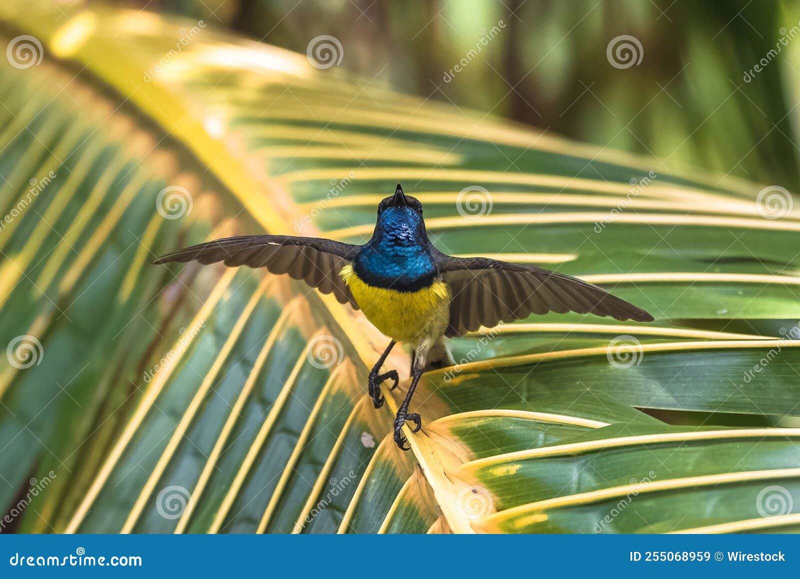newton's sunbird, beautiful bird in sao tome