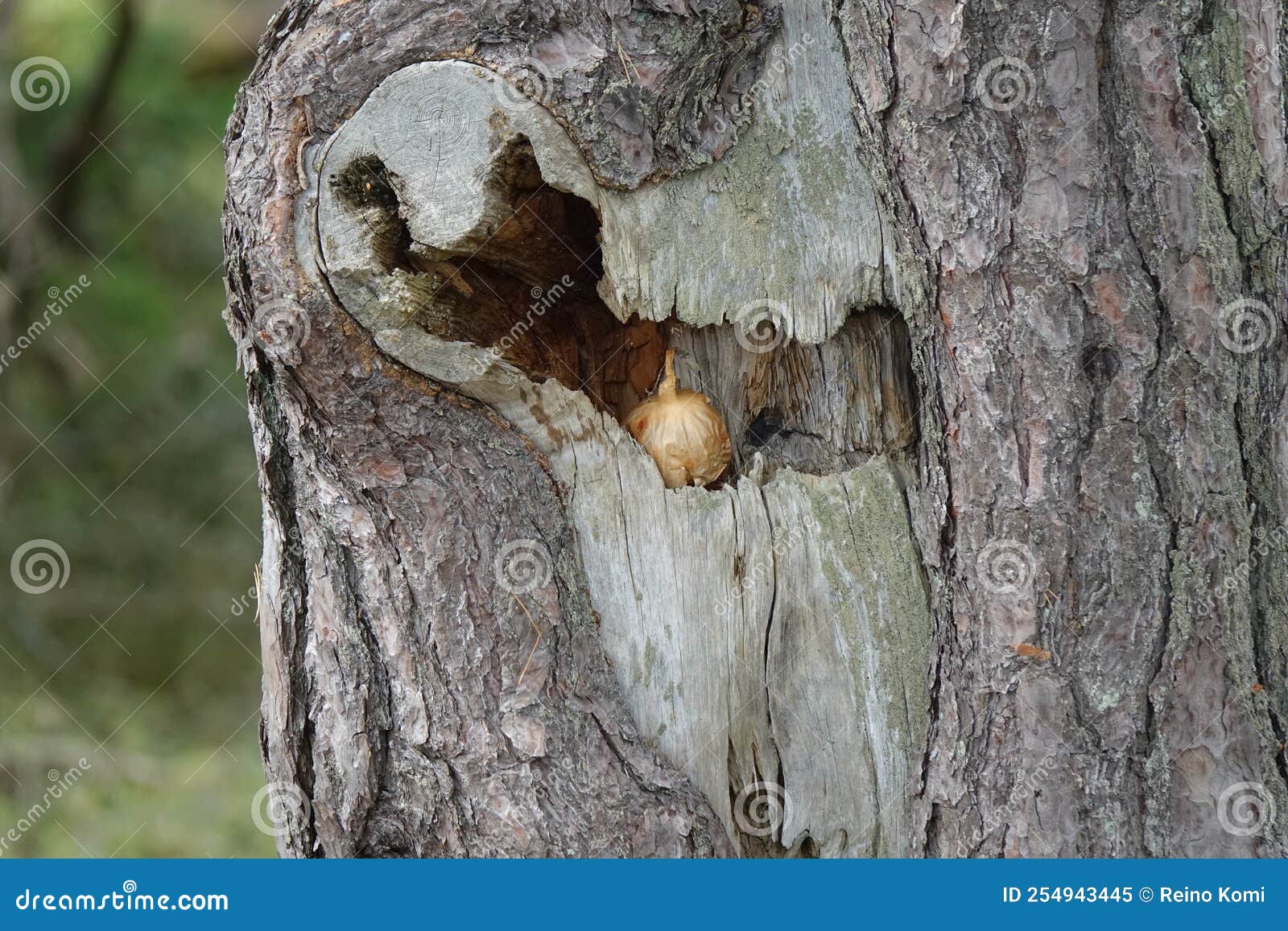 Someone Left an Onion in a Hole in a Tree Stock Image Image of bulb