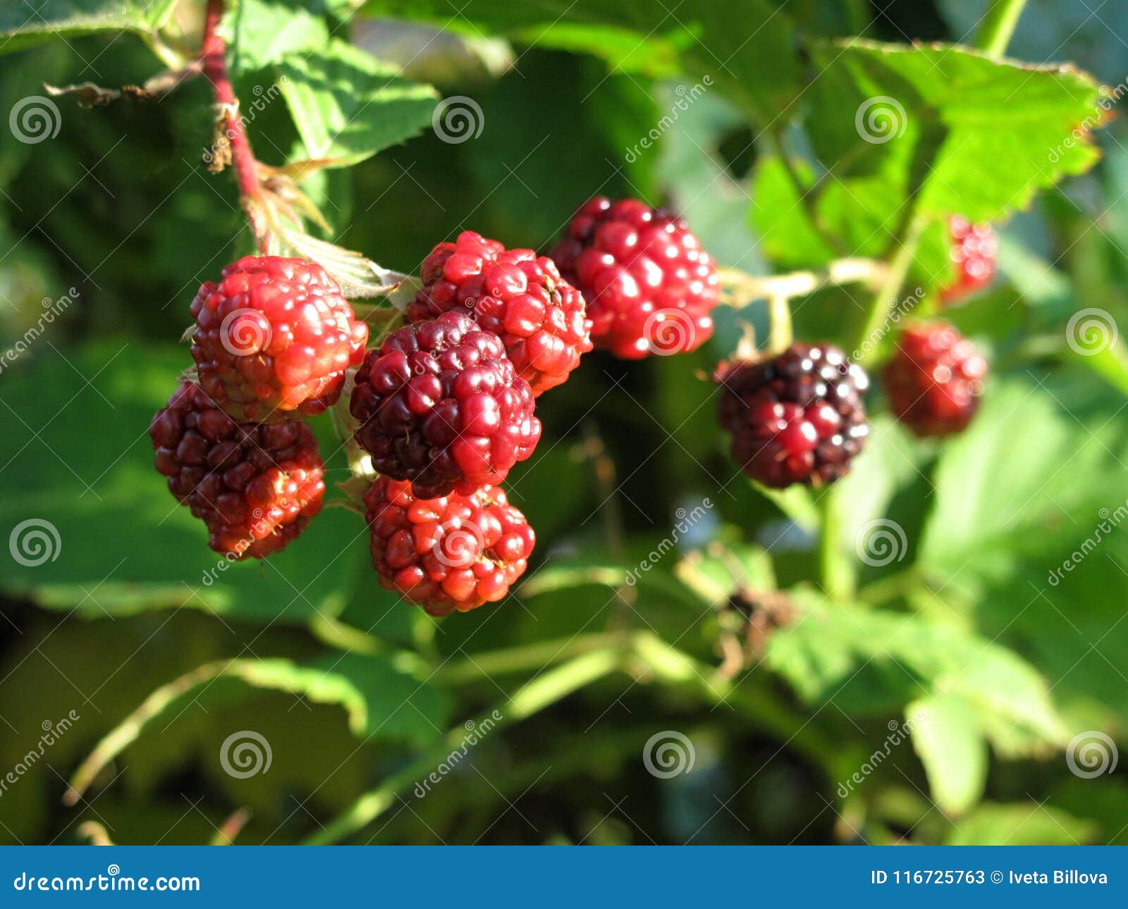 detail of immature blackberries