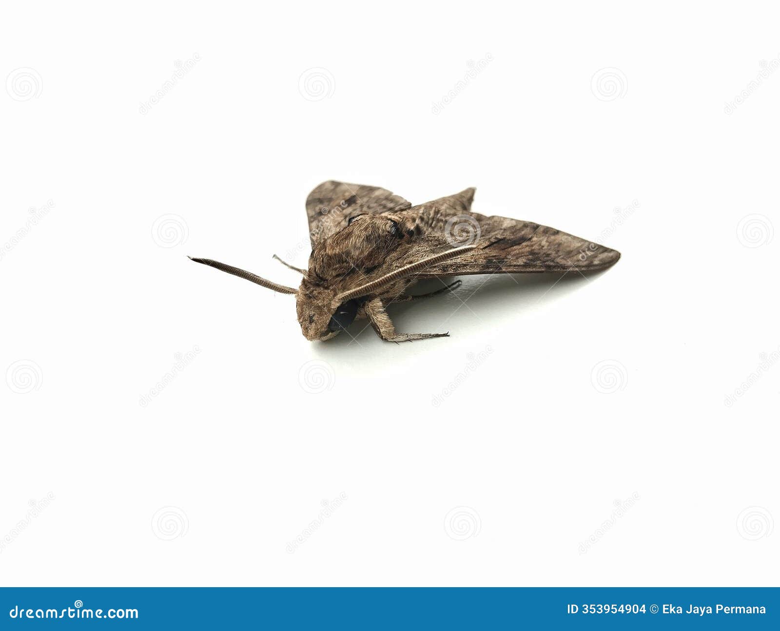ngengat or moth  on white background. beetle 