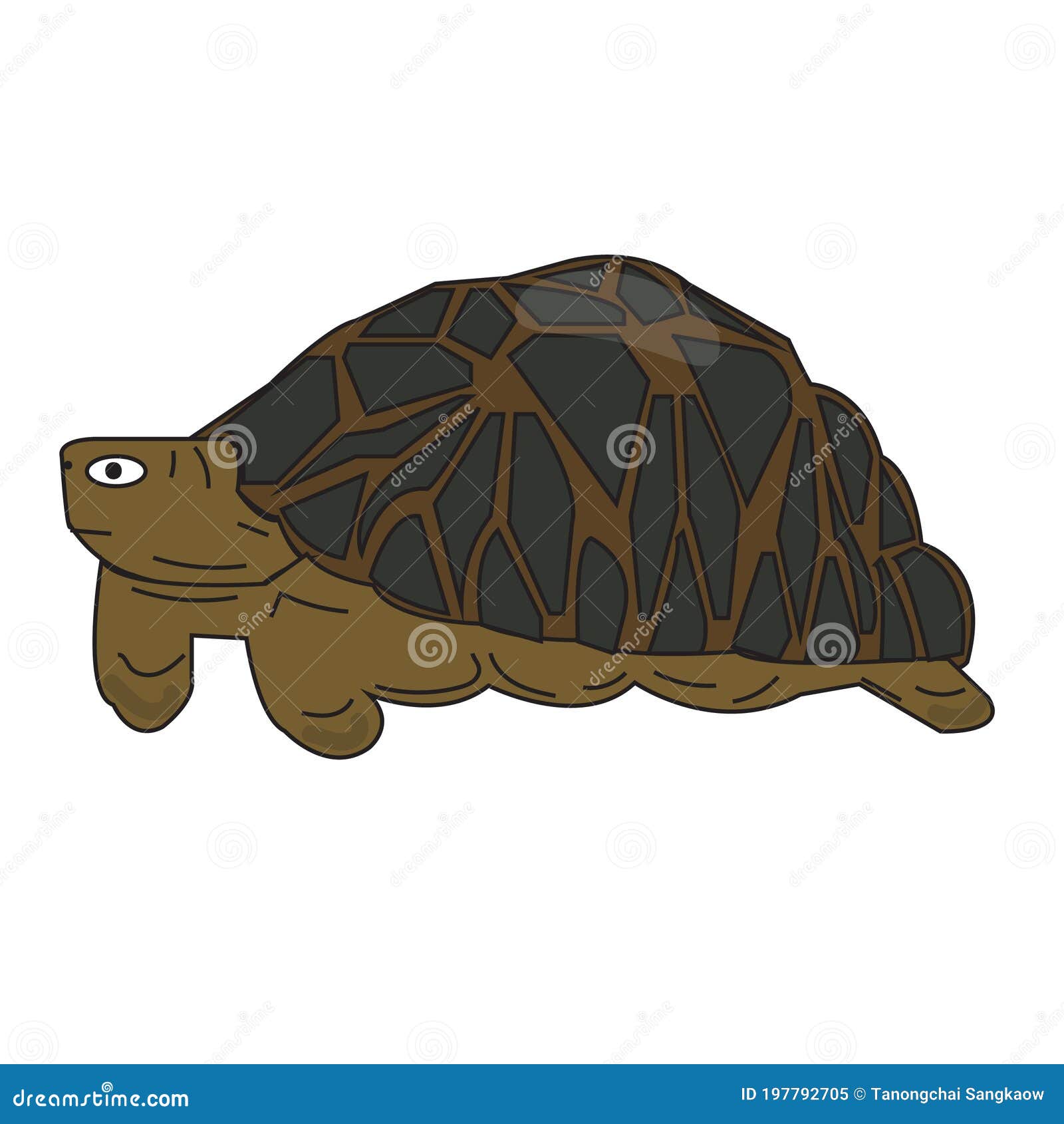 green turtle, tortoiseshell,