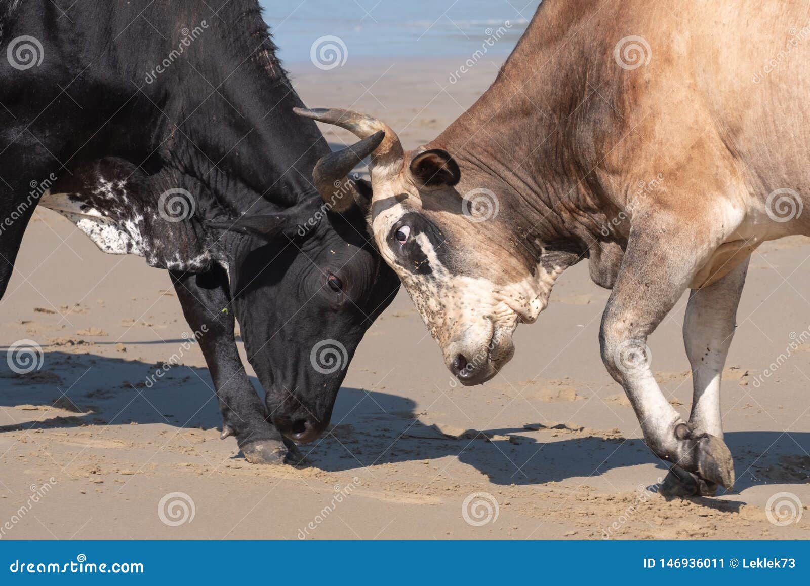 nguni cows lock horns on the beach, at second beach, port st johns on the wild coast in transkei, south africa.