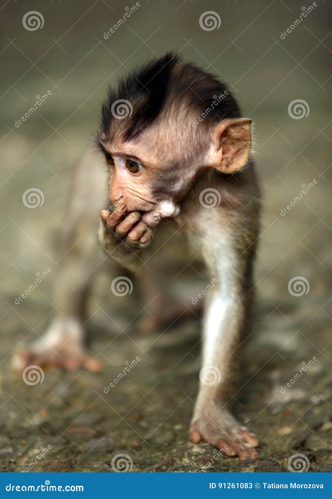 Niño de monos imagen de archivo. Imagen de cara, -