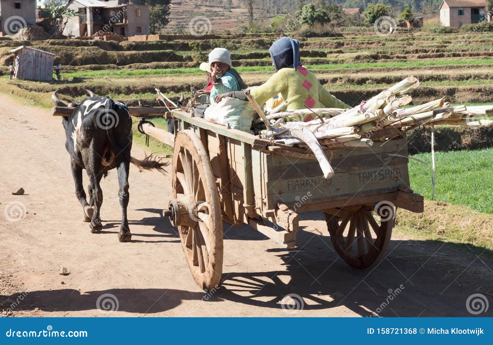 Niños En Un Carro De Cebú. Muchos Niños De Esta Región No Van A La Escuela Debido A Foto de archivo editorial - Imagen de niños, región: 158721368
