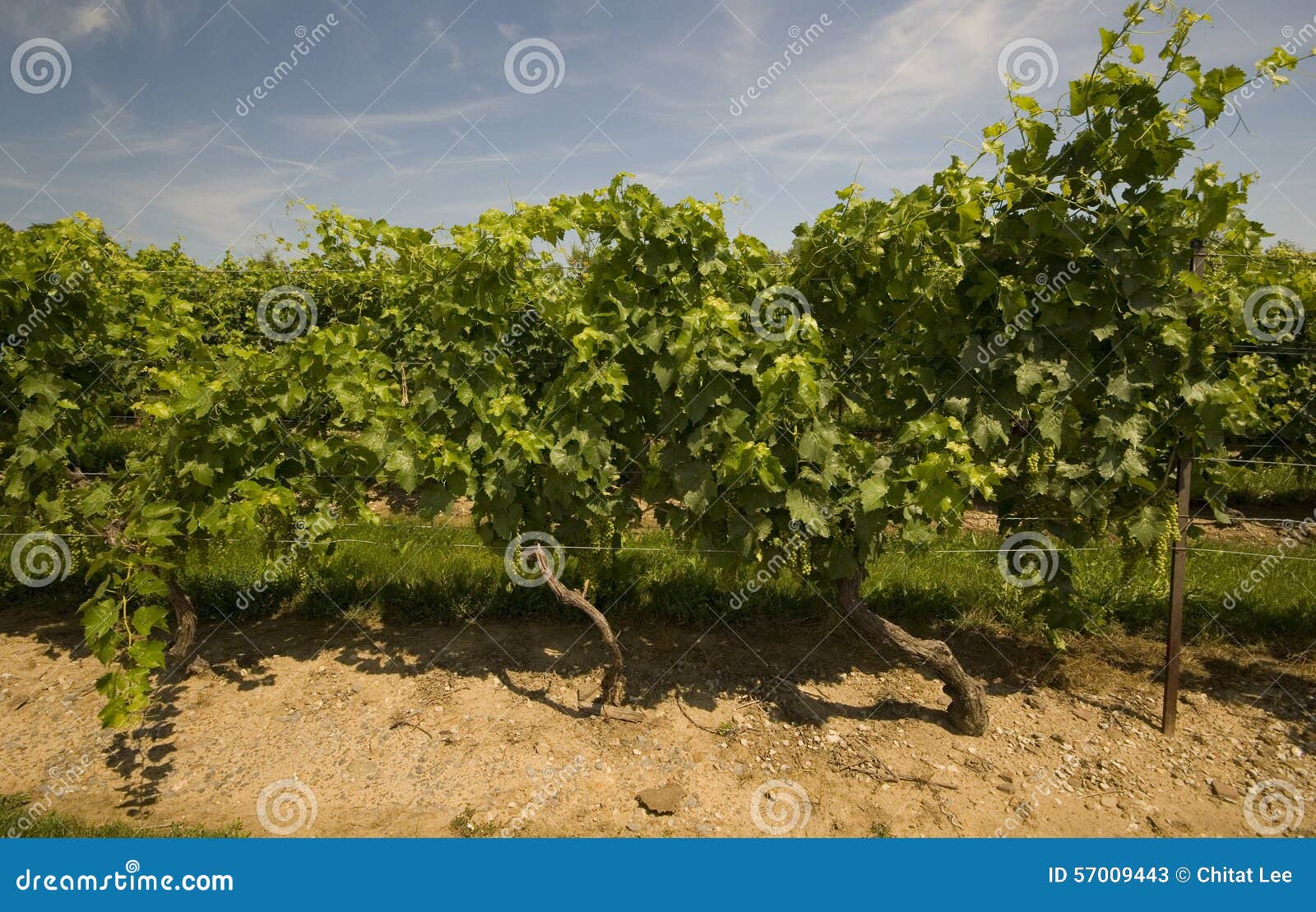 Niagara Grapes stock image. Image of niagara, canada 57009443