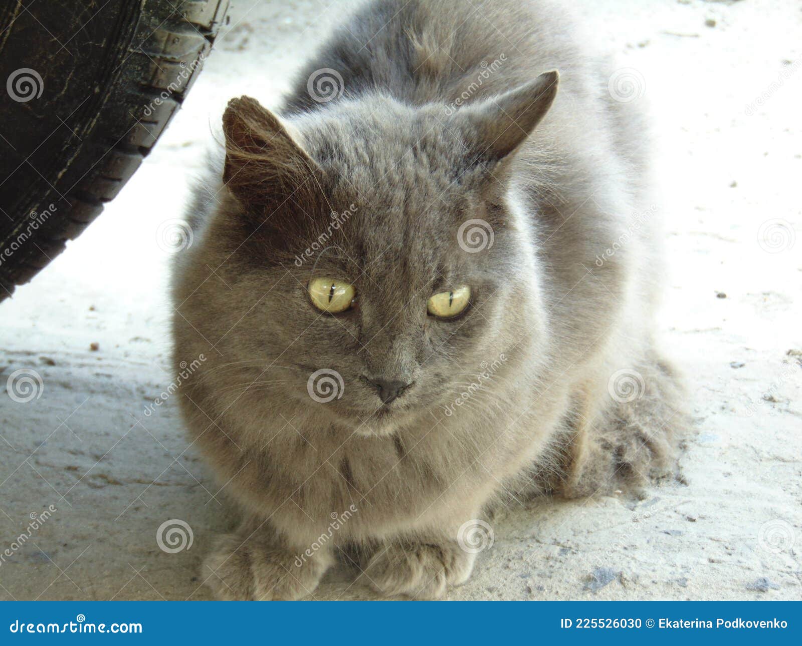 The Nibelung Cat Breed. `Child of the Fog` - this is How the Name of this  Breed of Cats Sounds in Russian. Stock Photo - Image of breed, cats:  225526030