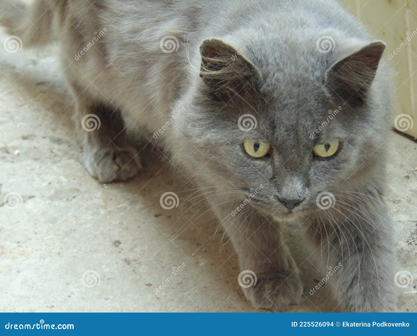 The Nibelung Cat Breed. `Child of the Fog` - this is How the Name of this  Breed of Cats Sounds in Russian. Stock Photo - Image of eyes, belongs:  225526094