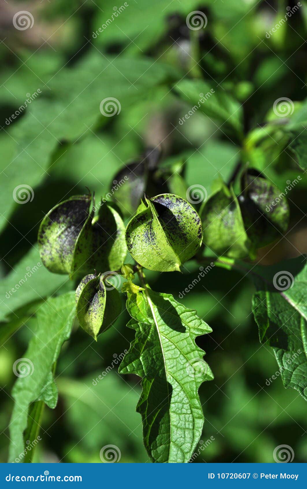 Nicandra Physalodes Family of Nightshade Stock Image Image of