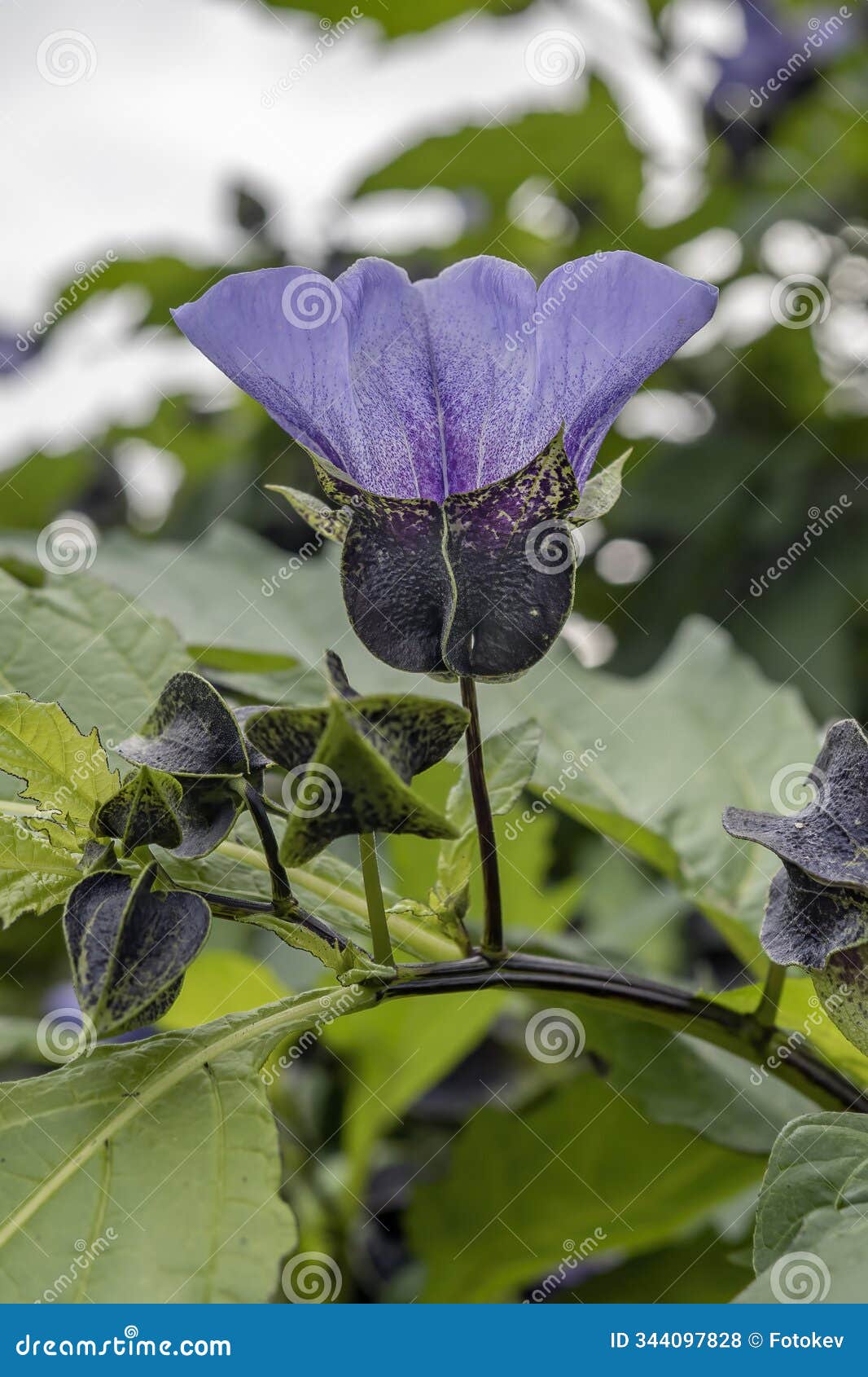 nicandra physalodes shoo fly