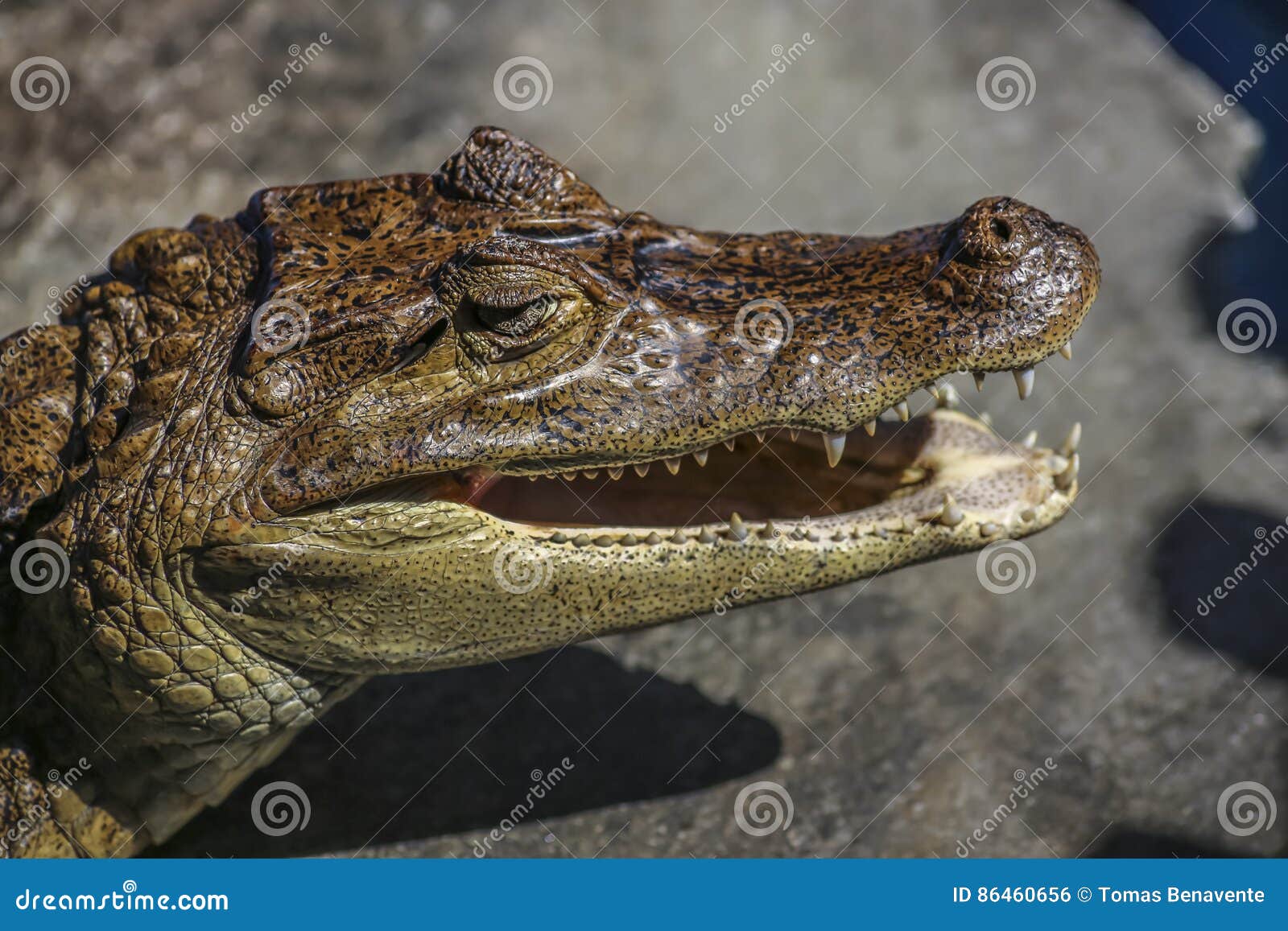 nicaraguan caiman crocodilus head also known as cuajipal
