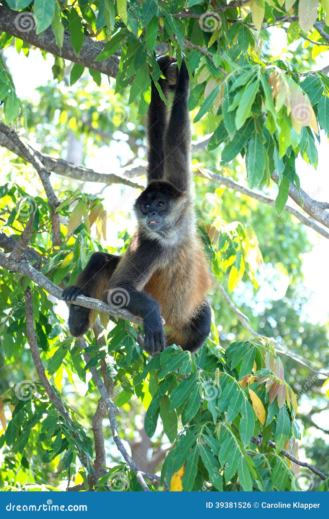nicaraguan spider monkey