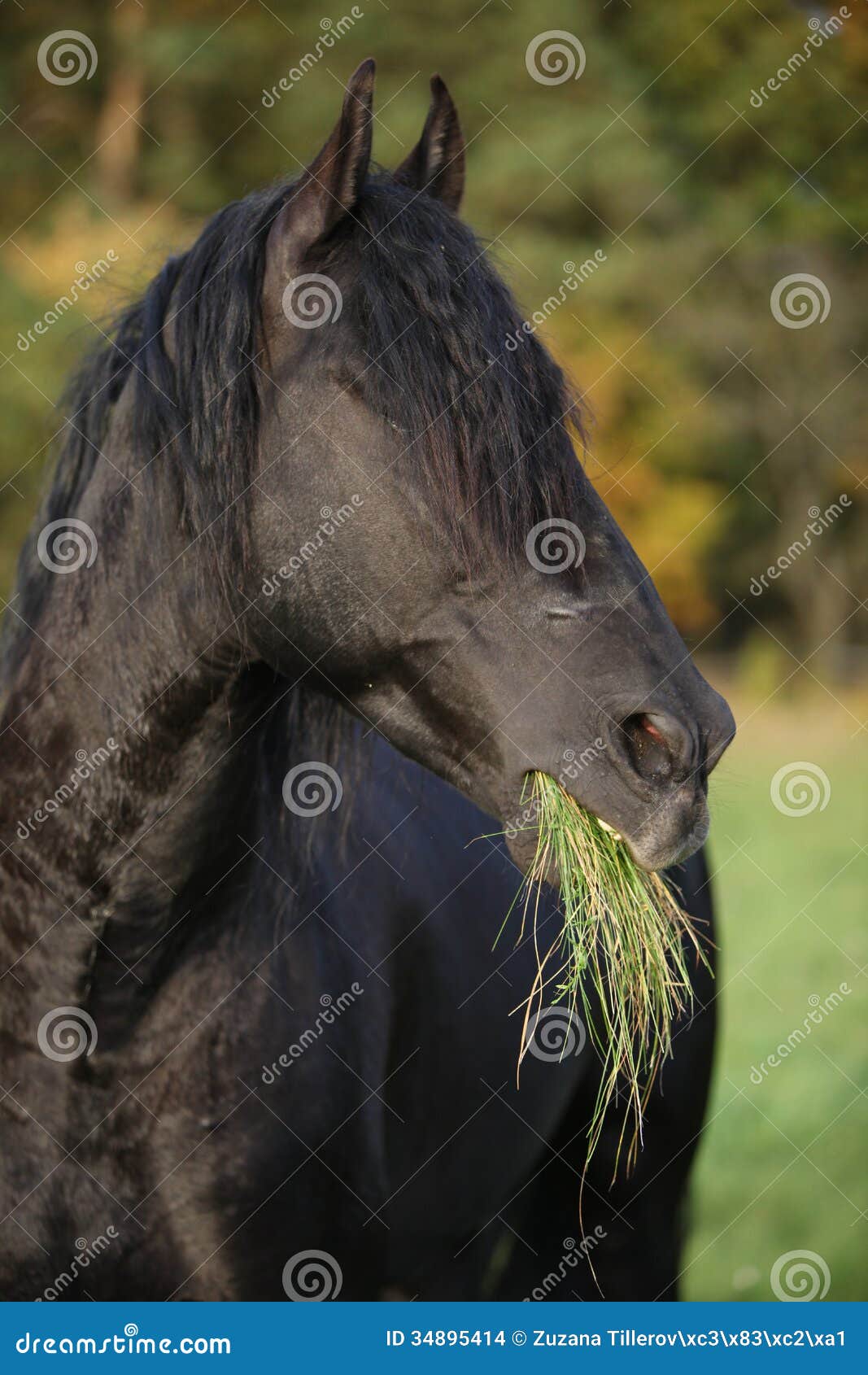 Nice Andalusian Stallion with Long Mane Stock Photo Image of stand