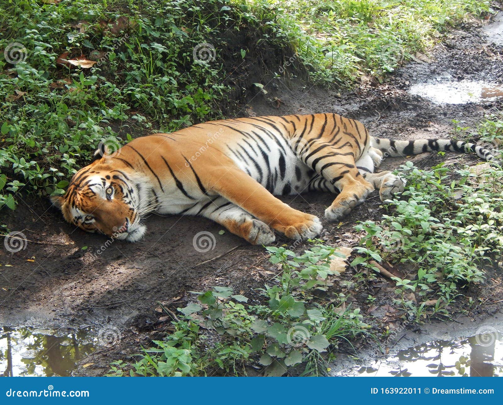Nice Bengal Tiger. stock image. Image of world, animal - 163922011