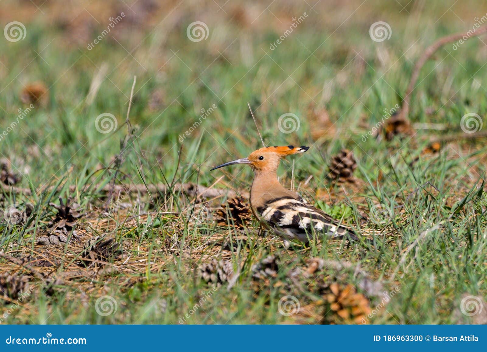 Nice Bird with Crest Hoopoe Upupa Epops Stock Photo Image of branch