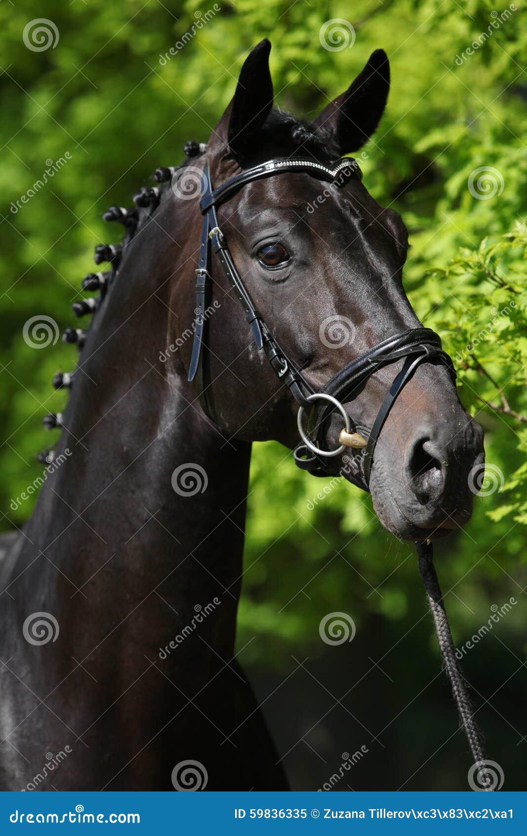 Nice Black Dutch Warmblood with Bridle Stock Image Image of