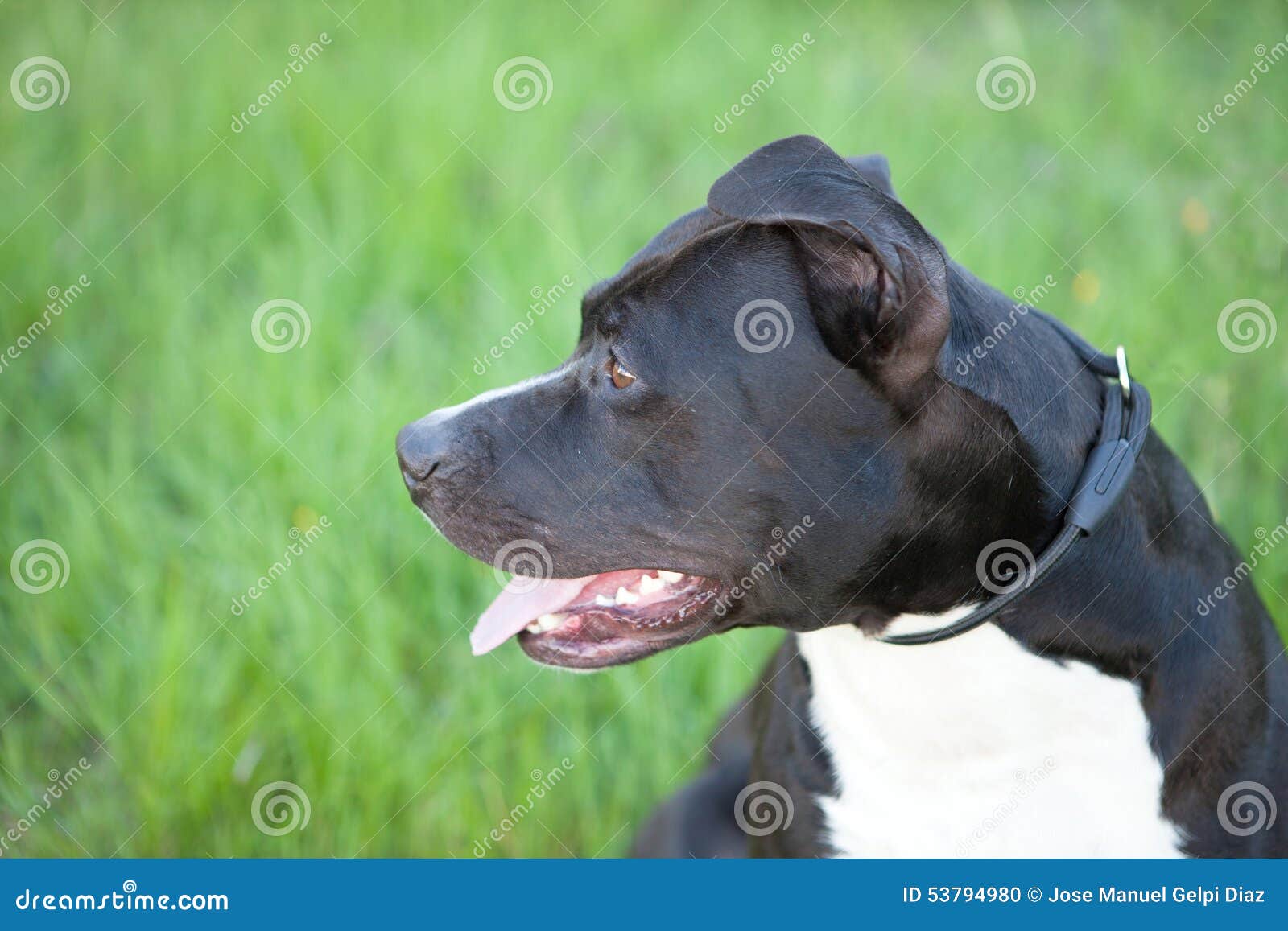 Nice Black Short Haired Dog Stock Photo Image of portrait, garden