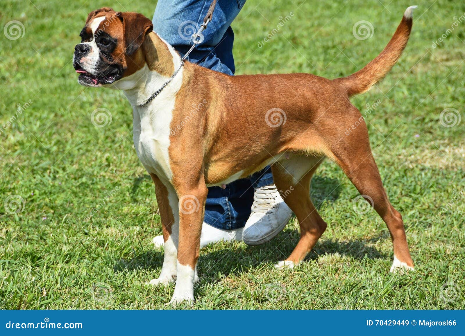 Nice Boxer Dog Stands Outdoors Stock Image Image of male, female