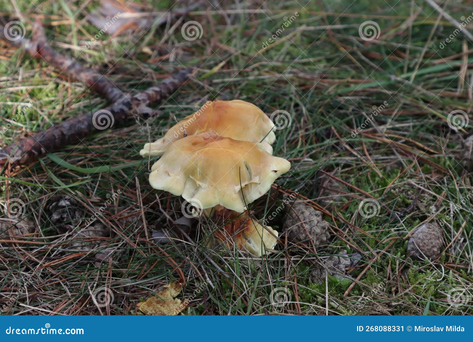 Nice Brown Velvet Shank Mushroom Stock Image Image of shank, season