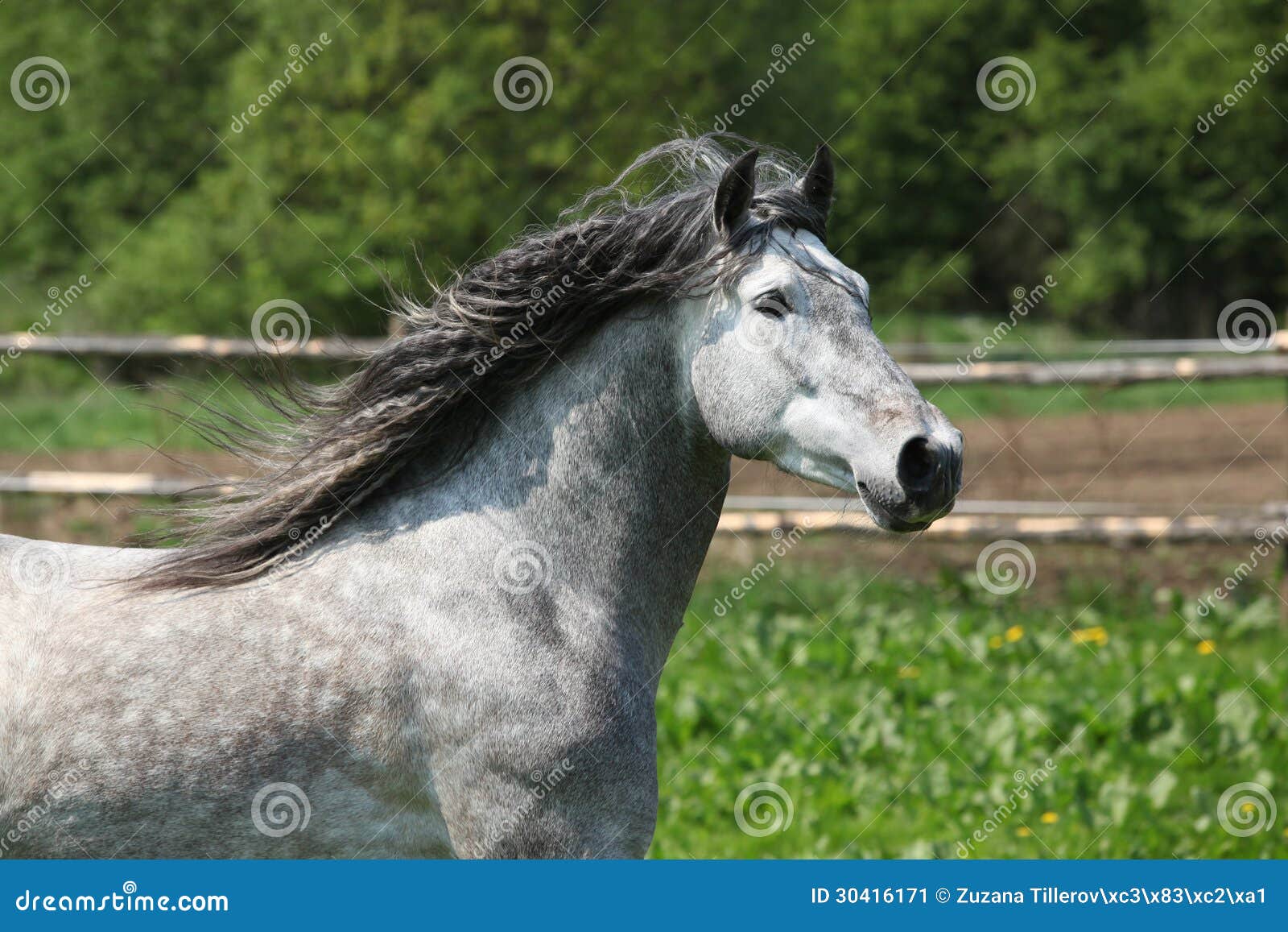 nice carthusian stallion running