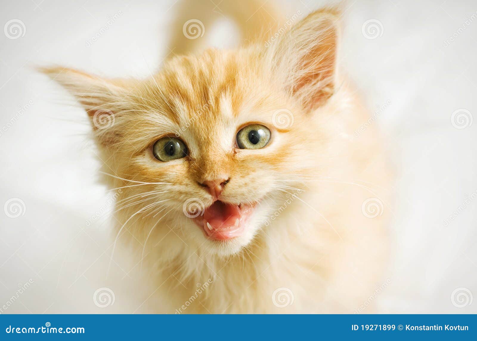 Nice cat stock image. Image of beautiful, young, little 19271899