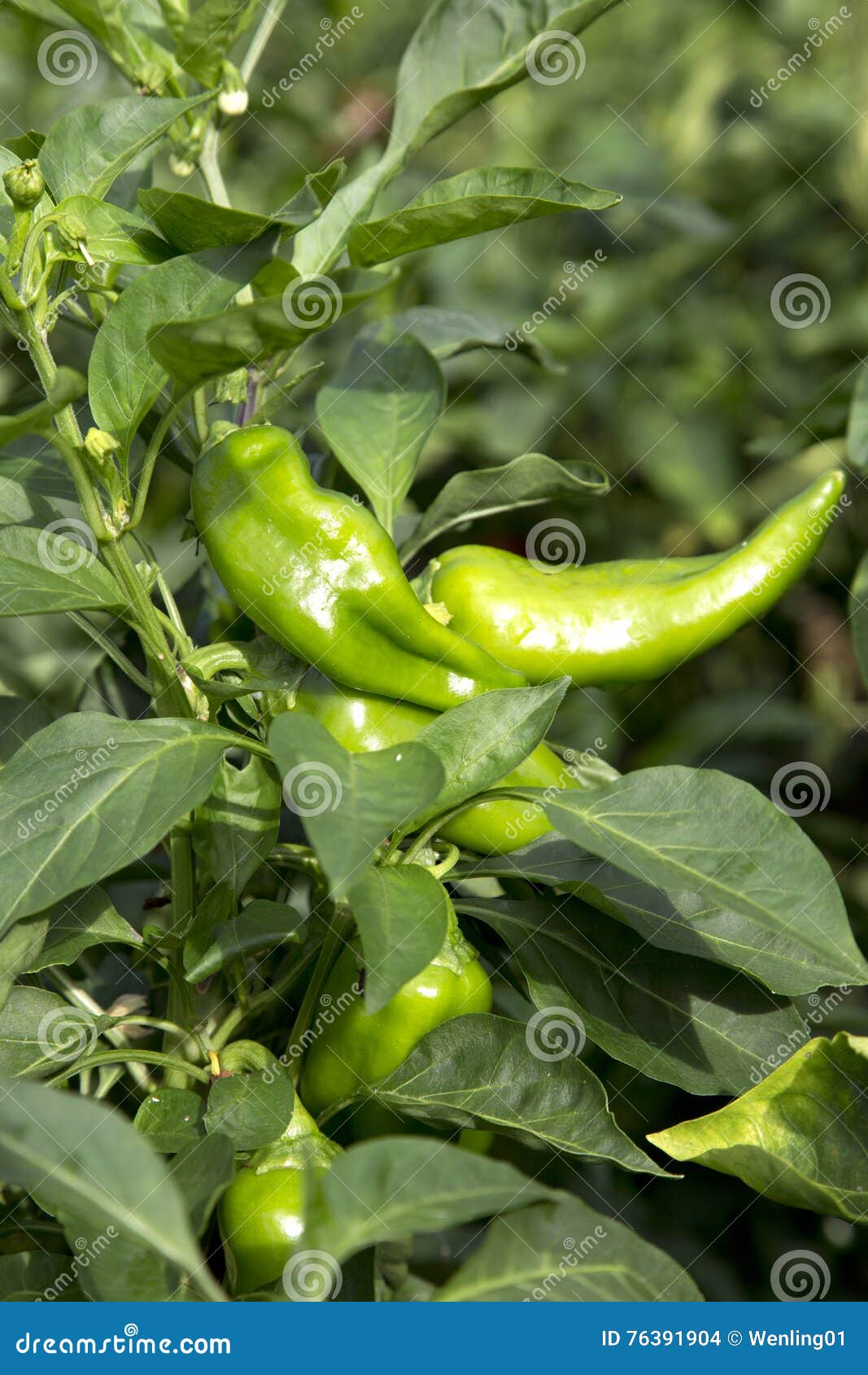 Nice Chili Growing in the Vegetable Garden Stock Photo Image of