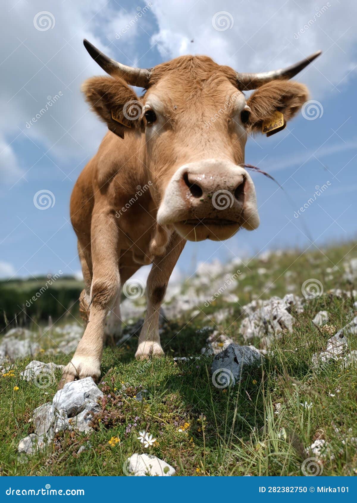 a nice close up of a cute curious cow